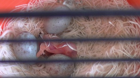 juist geboren,nu wachten op de rest 